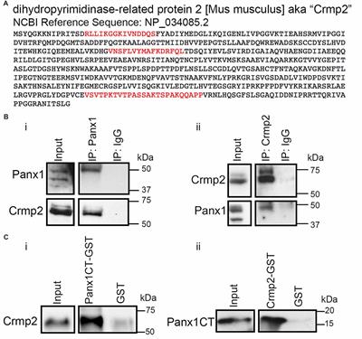 Probenecid Disrupts a Novel Pannexin 1-Collapsin Response Mediator Protein 2 Interaction and Increases Microtubule Stability